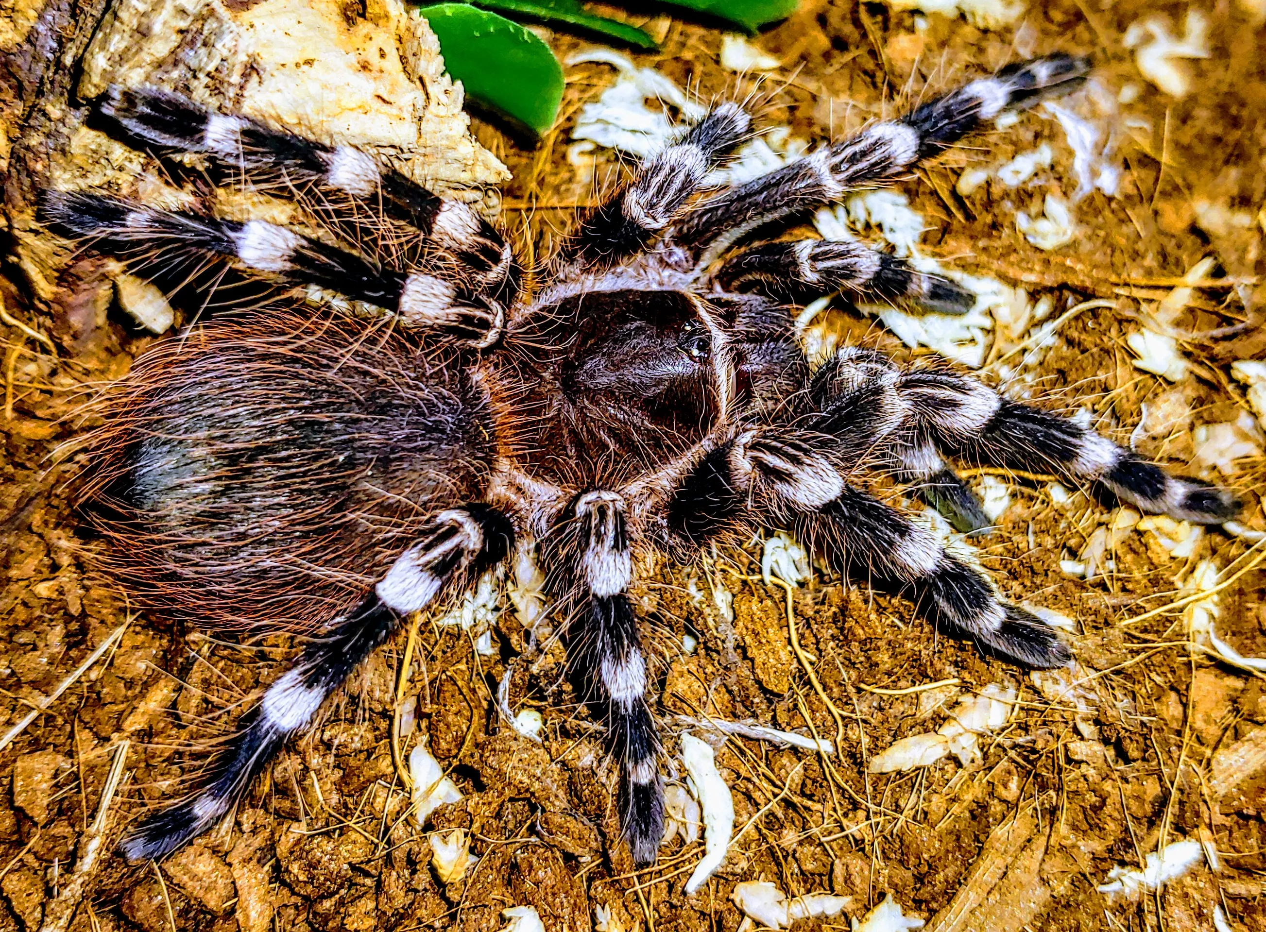 16767 genic tarantula handling