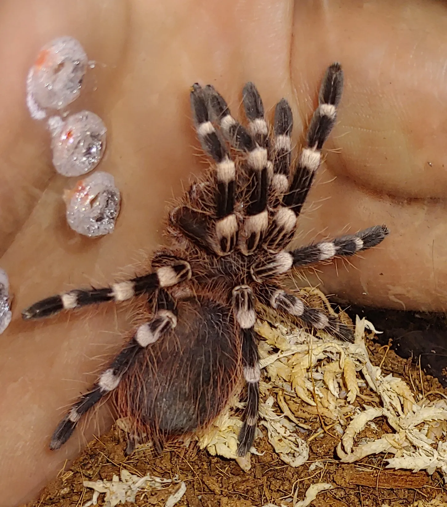 16767 genic tarantula male female