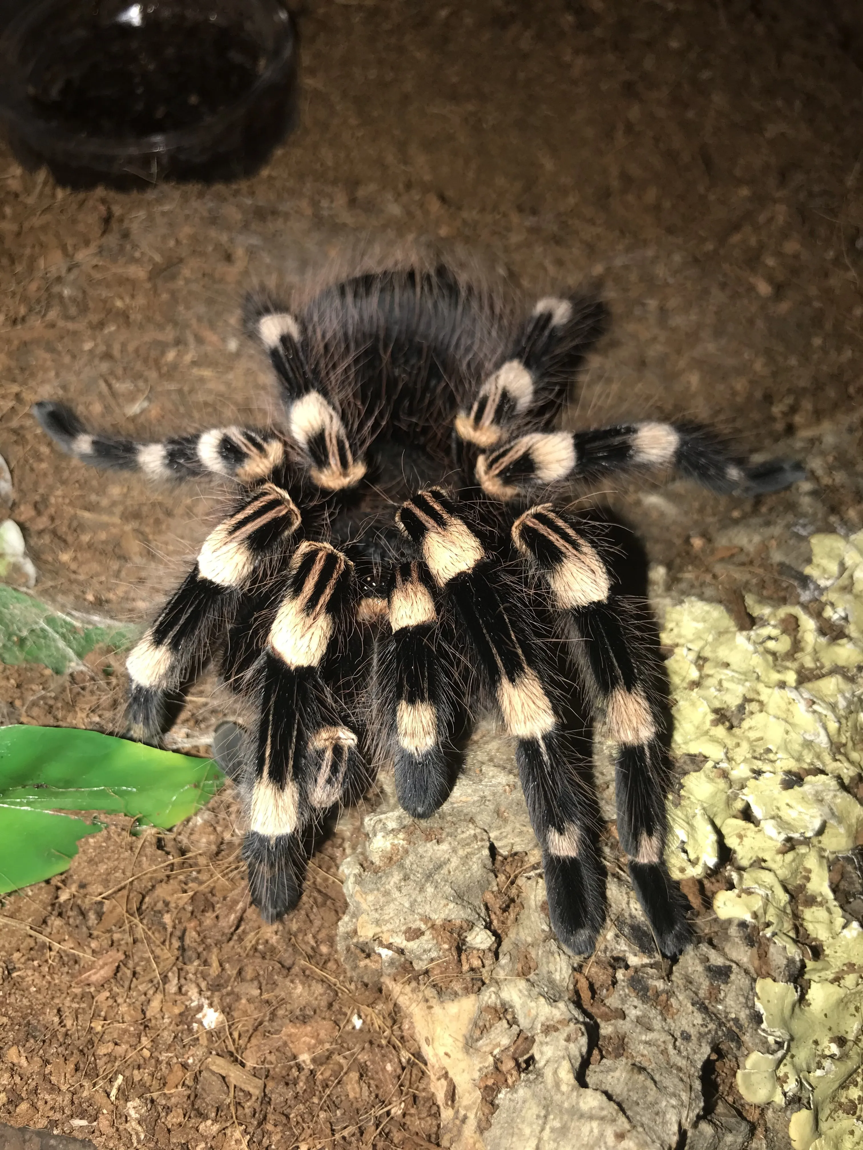 16767 genic tarantula overview