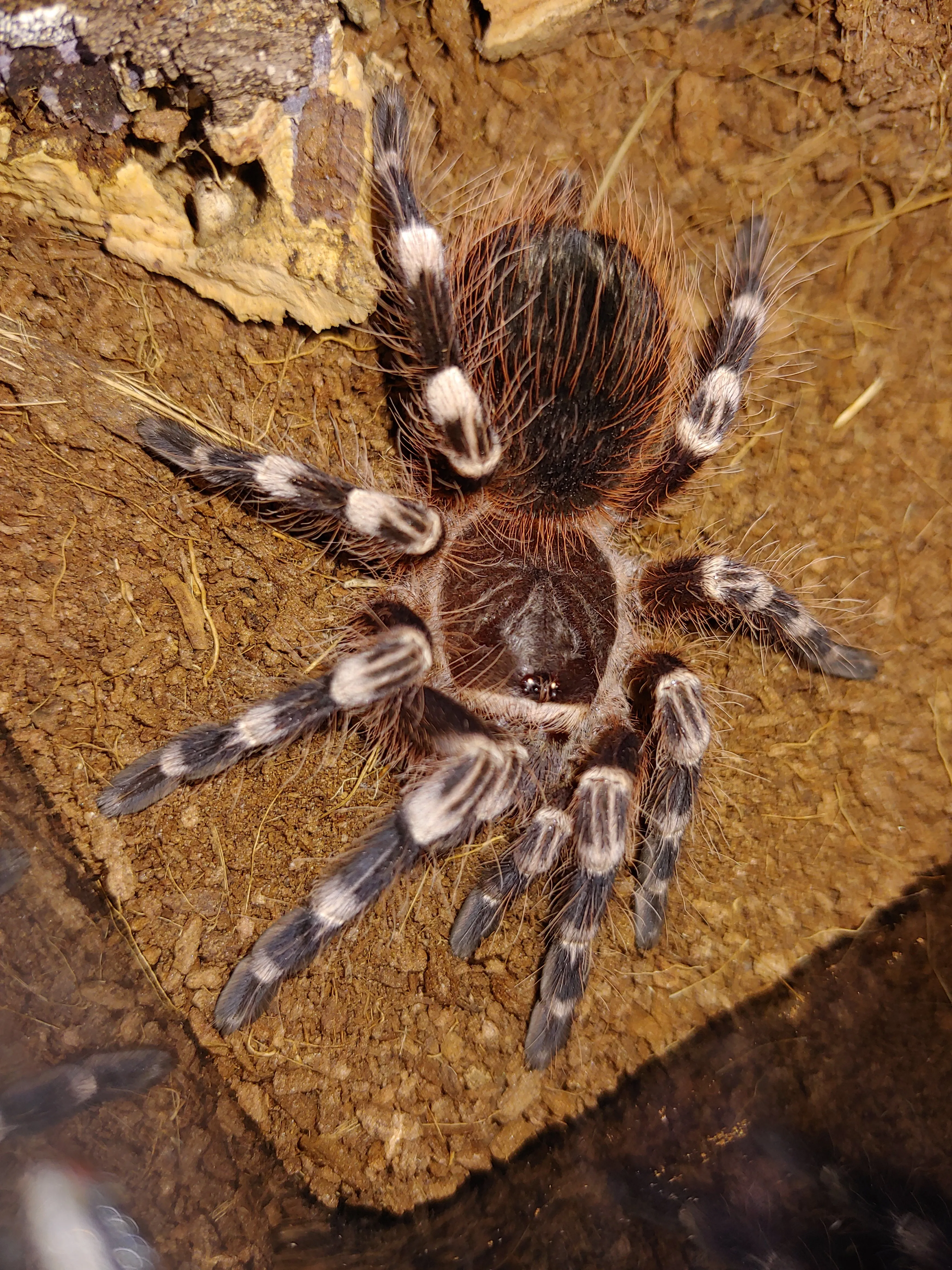 /img/16767-genic-tarantula-spiderling.webp