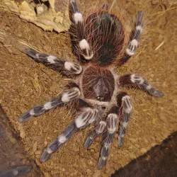 /img/16767-genic-tarantula-spiderling.webp