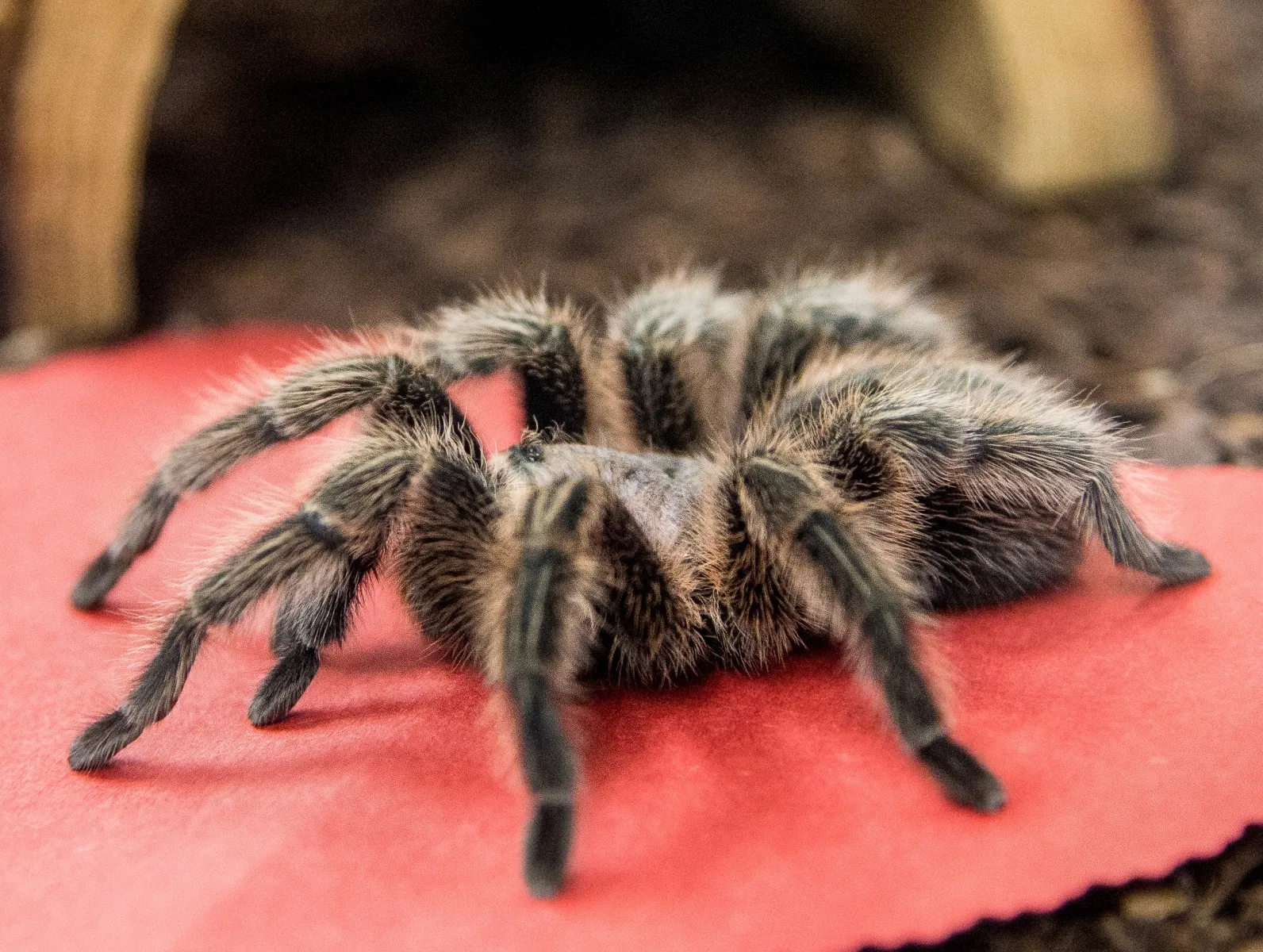 16768 tarantula turkey dish