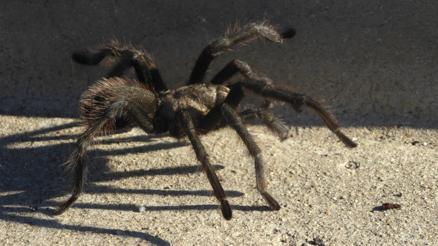 16768 tarantula turkey fried