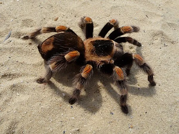 16768 tarantula turkey origin