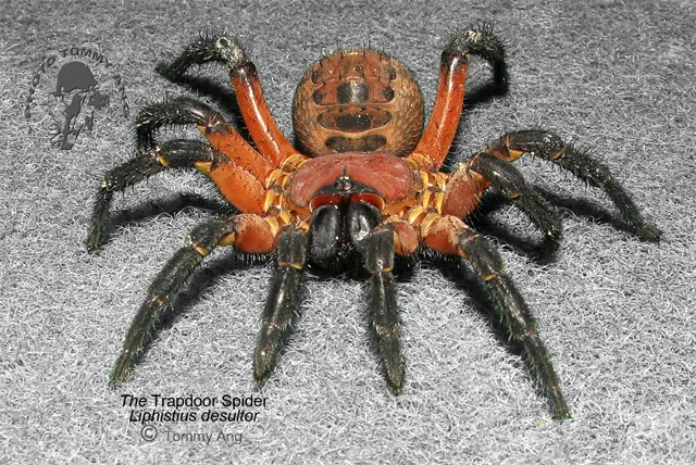 16768 tarantula turkey preparation