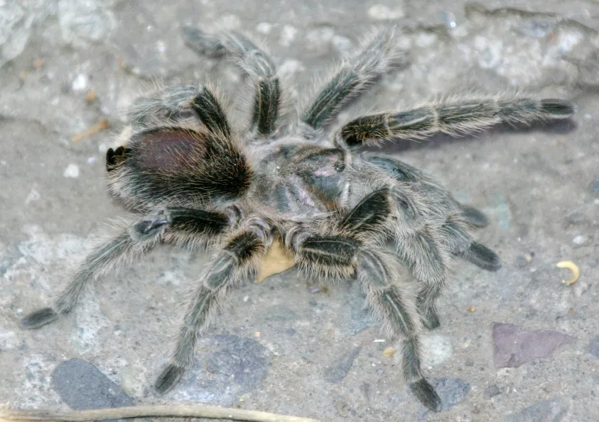 /img/16768-tarantula-turkey-sides.webp