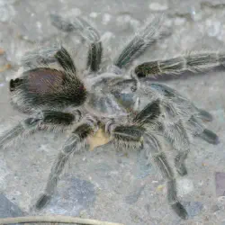 /img/16768-tarantula-turkey-sides.webp