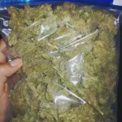 /img/16769-tarantula-blunt-enjoying.webp
