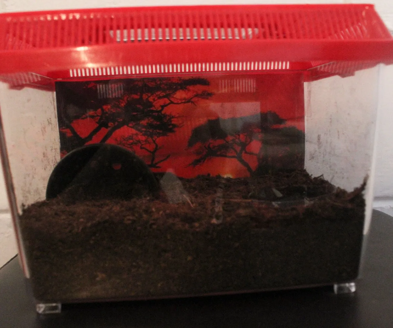 16770 terrario tarantula paso a paso 1