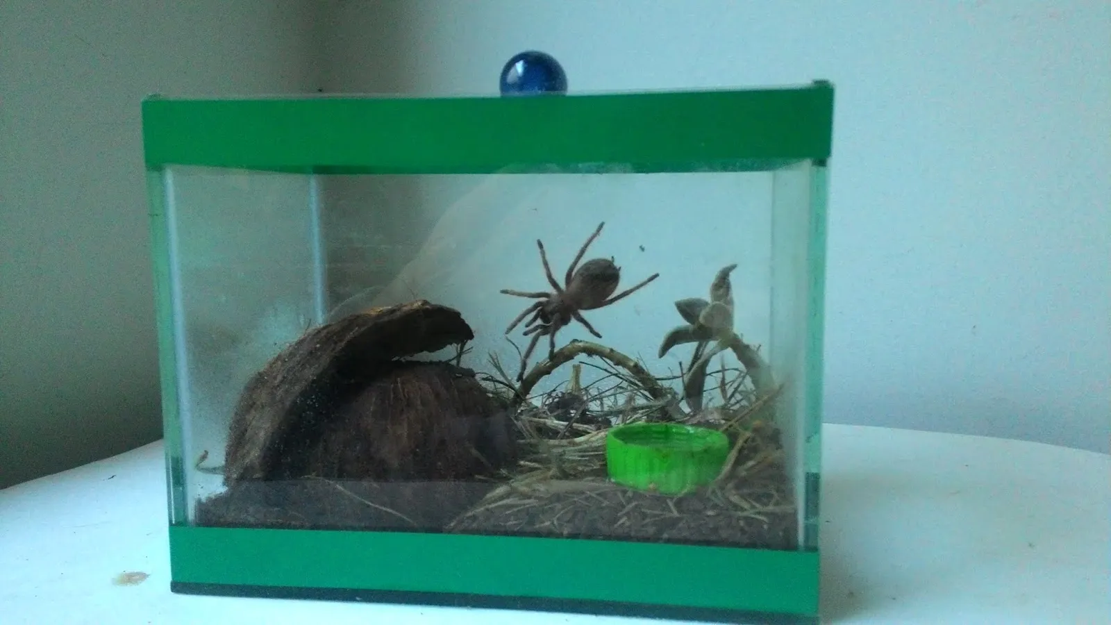 16770 terrario tarantula tarantula