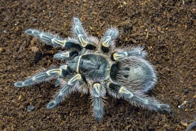 16773 tarantula substrate