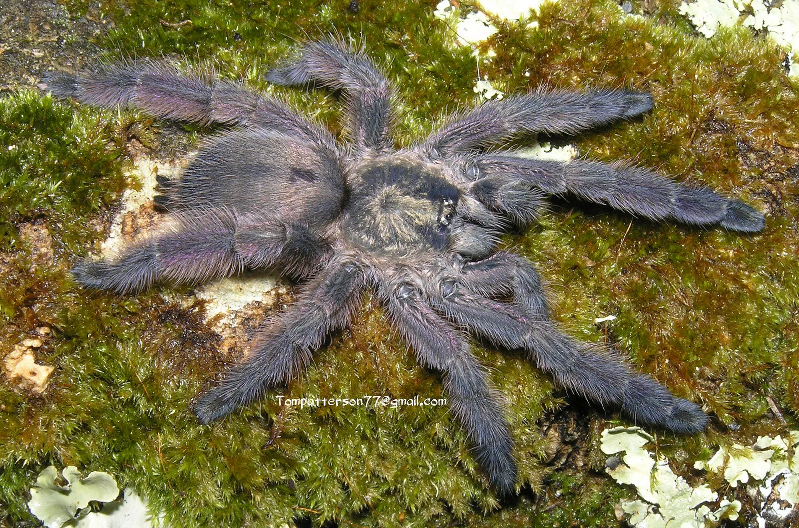 16773 tarantula travel label