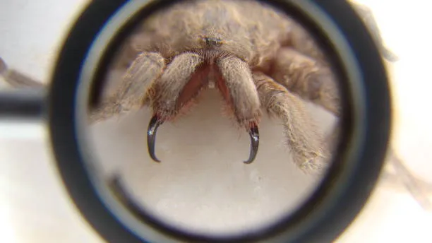 /img/16774-arachnid-ecosystem.webp