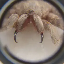/img/16774-arachnid-ecosystem.webp