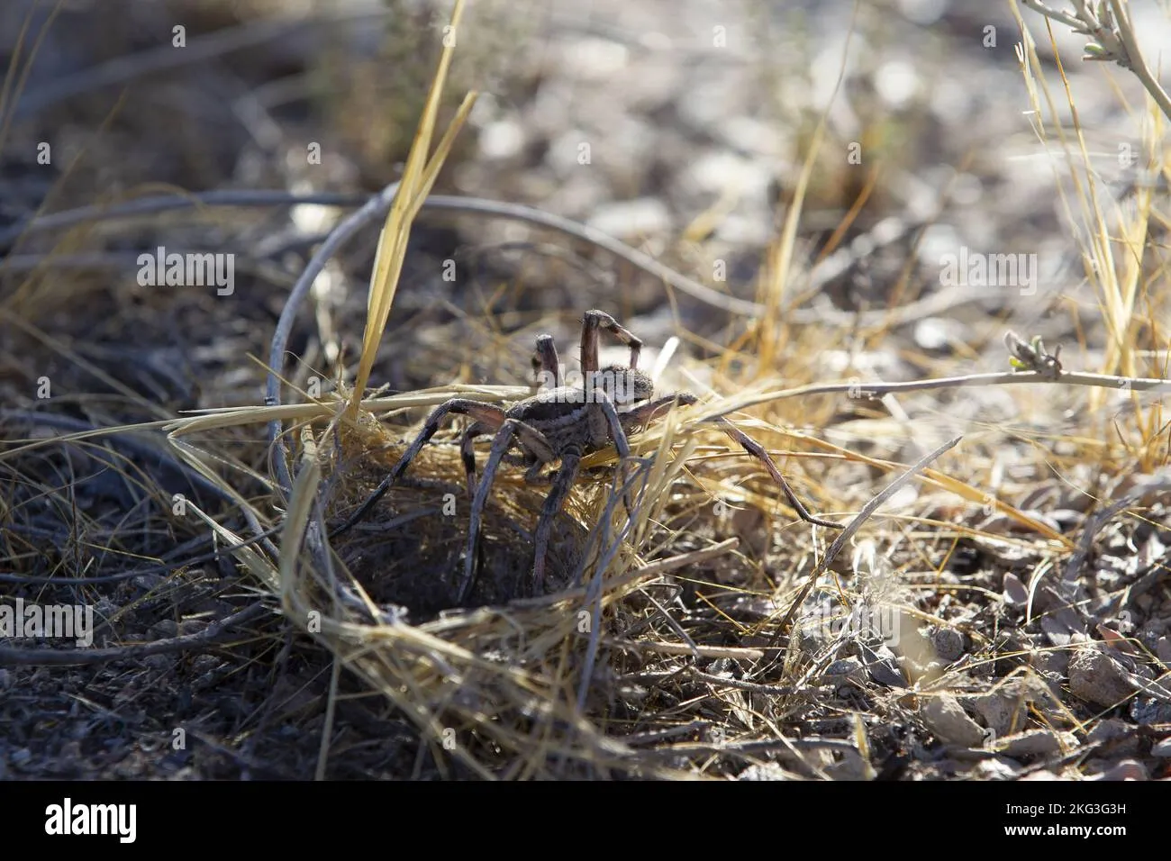 16774 wolf spider size