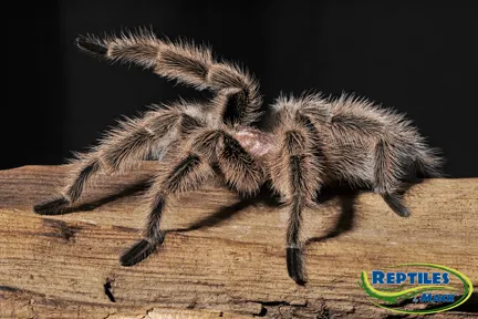16777 marshalli tarantula feeding