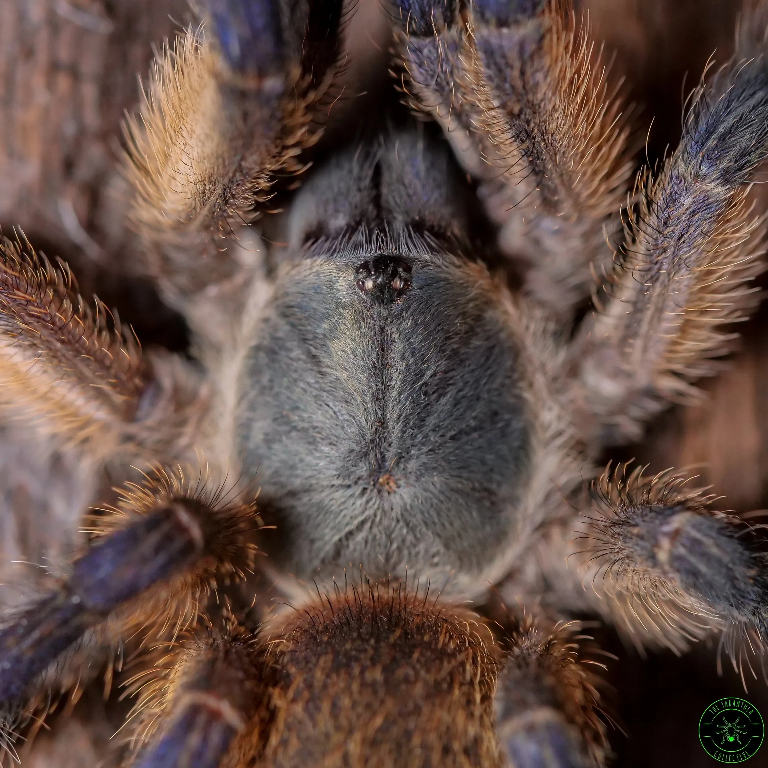 16777 marshalli tarantula molting