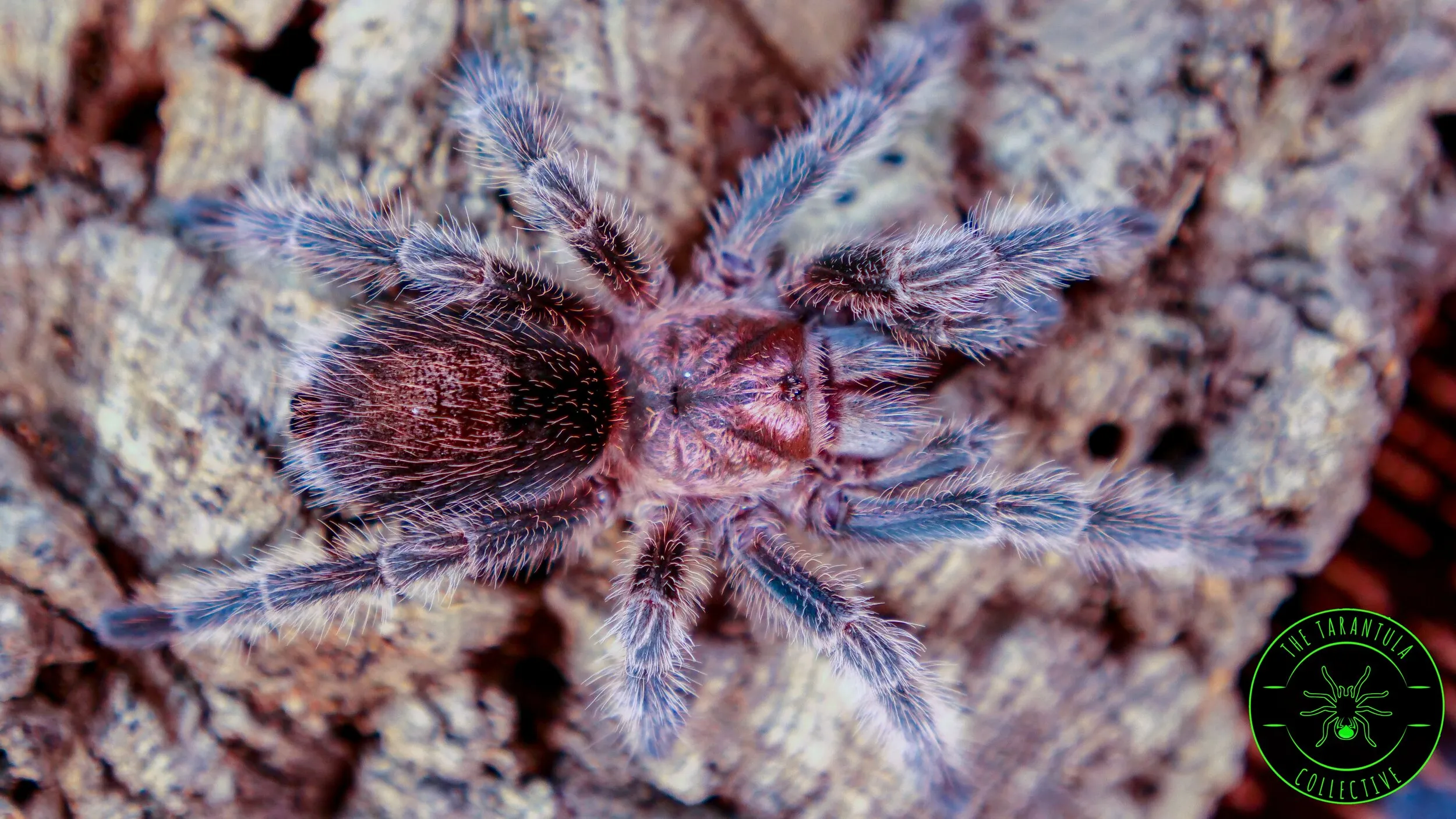 /img/16777-marshalli-tarantula-temperature.webp