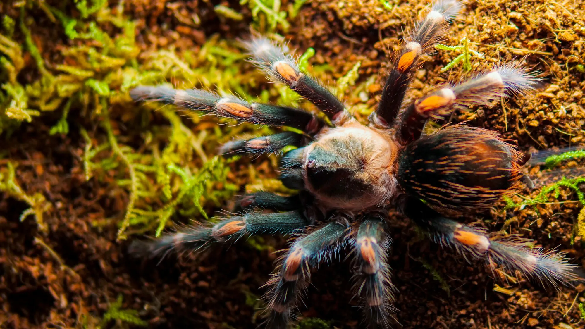 16777 marshalli tarantula water