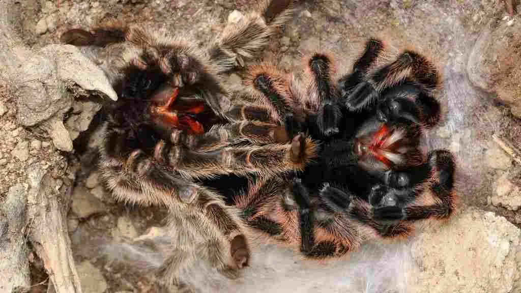 16779 tarantula exuvia cleanup