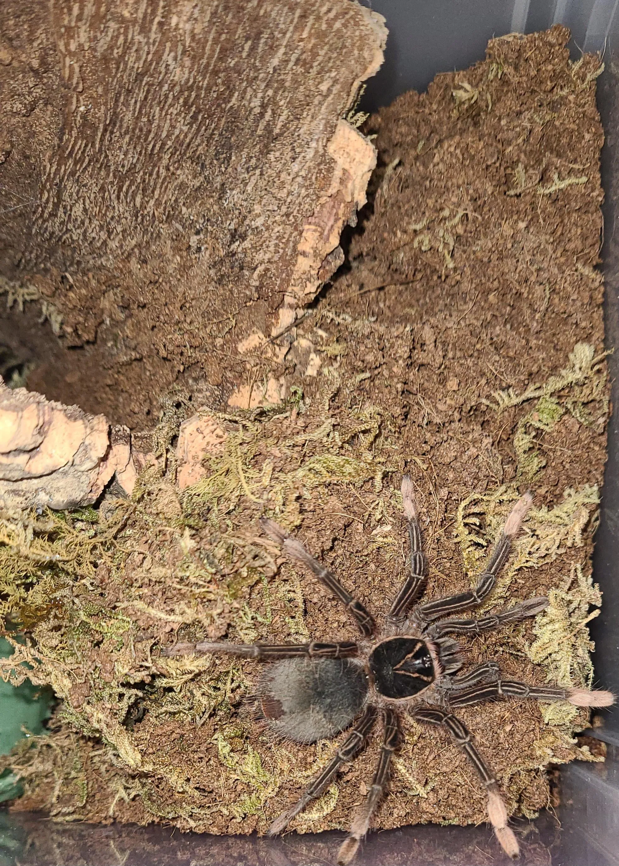 16779 tarantula feeding post molt