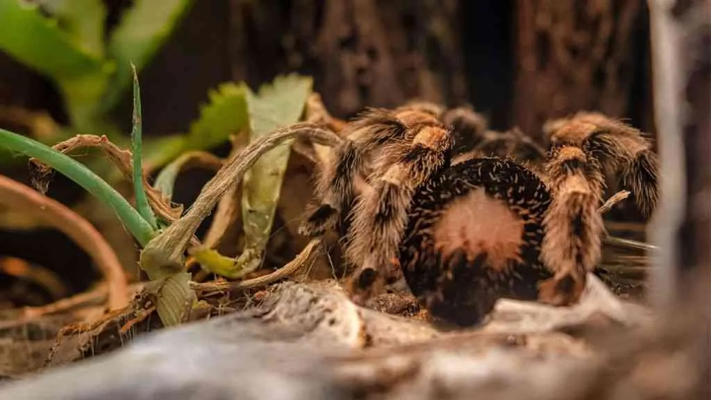 /img/16779-tarantula-health-monitoring.webp