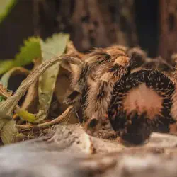 /img/16779-tarantula-health-monitoring.webp