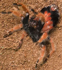 16779 tarantula molt environment