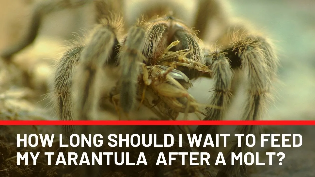 16779 tarantula molt undisturbed