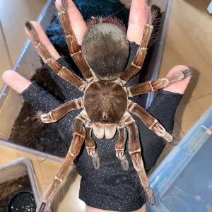 16781 brazilian pink bloom tarantula breeder