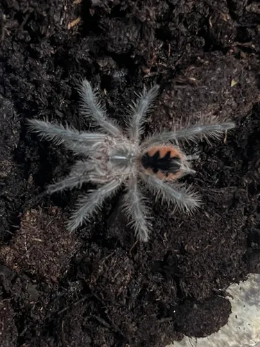 16781 brazilian pink bloom tarantula enclosure