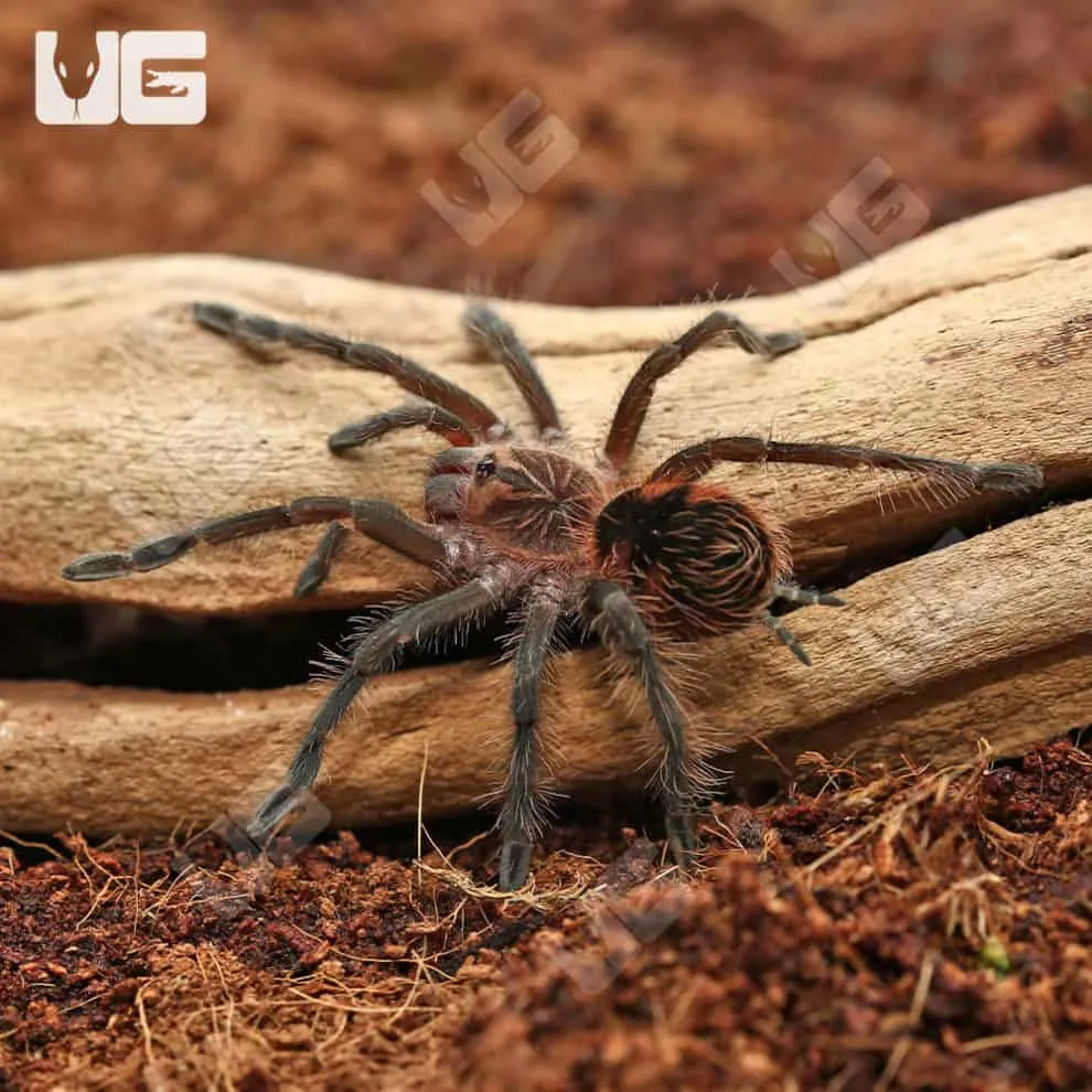 16781 brazilian pink bloom tarantula feeding