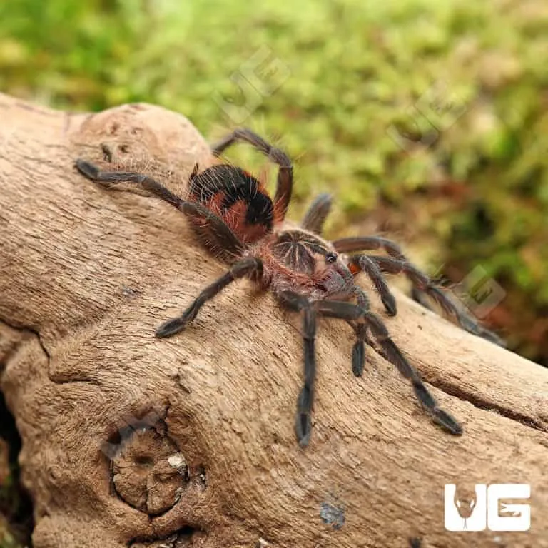 16781 brazilian pink bloom tarantula handling