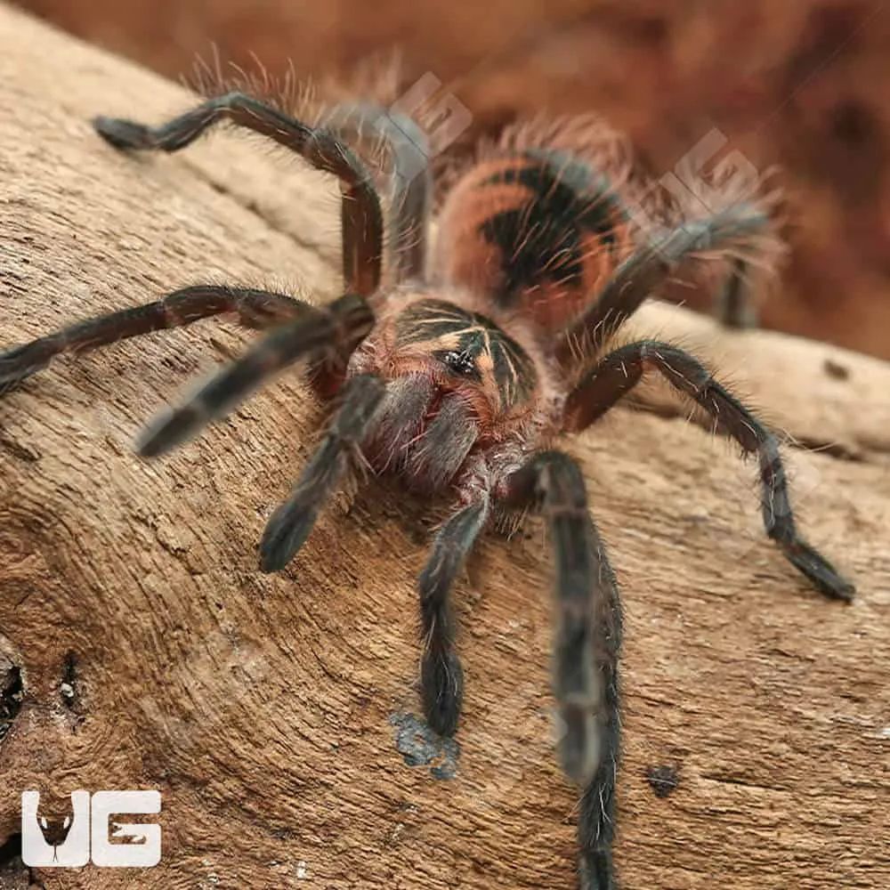 16781 brazilian pink bloom tarantula health