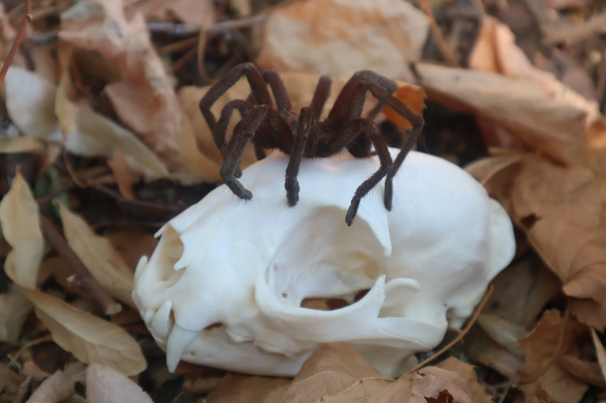 /img/16781-brazilian-pink-bloom-tarantula-substrate.webp