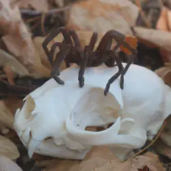 /img/16781-brazilian-pink-bloom-tarantula-substrate.webp
