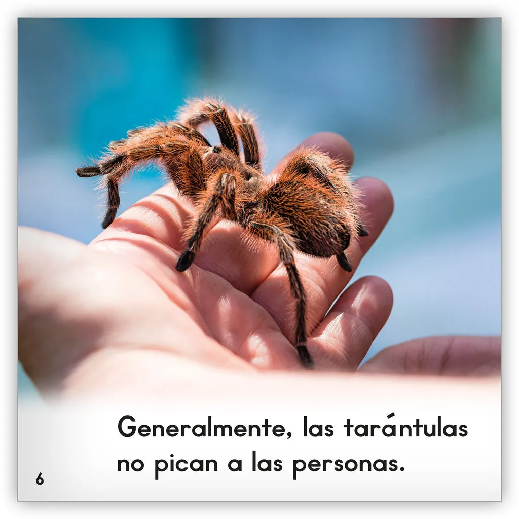 16782 tarantula close up