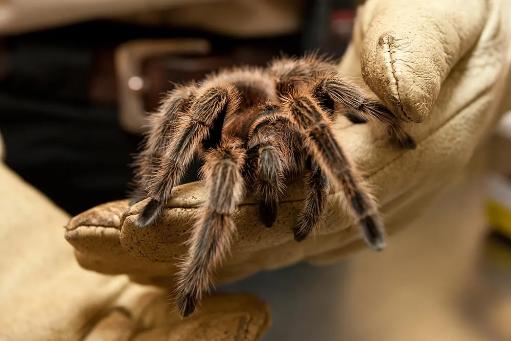 16782 tarantula ecosystem