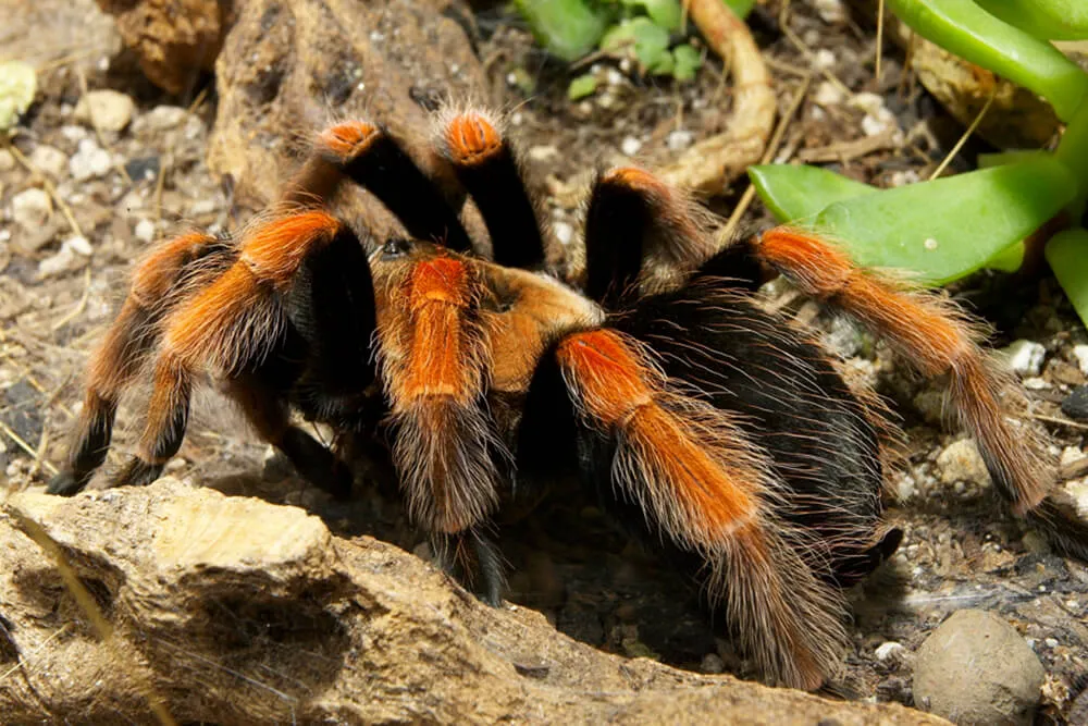 16782 tarantula feeding