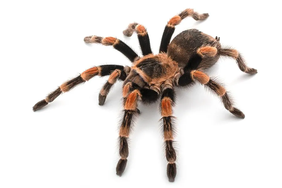 16782 tarantula habitat