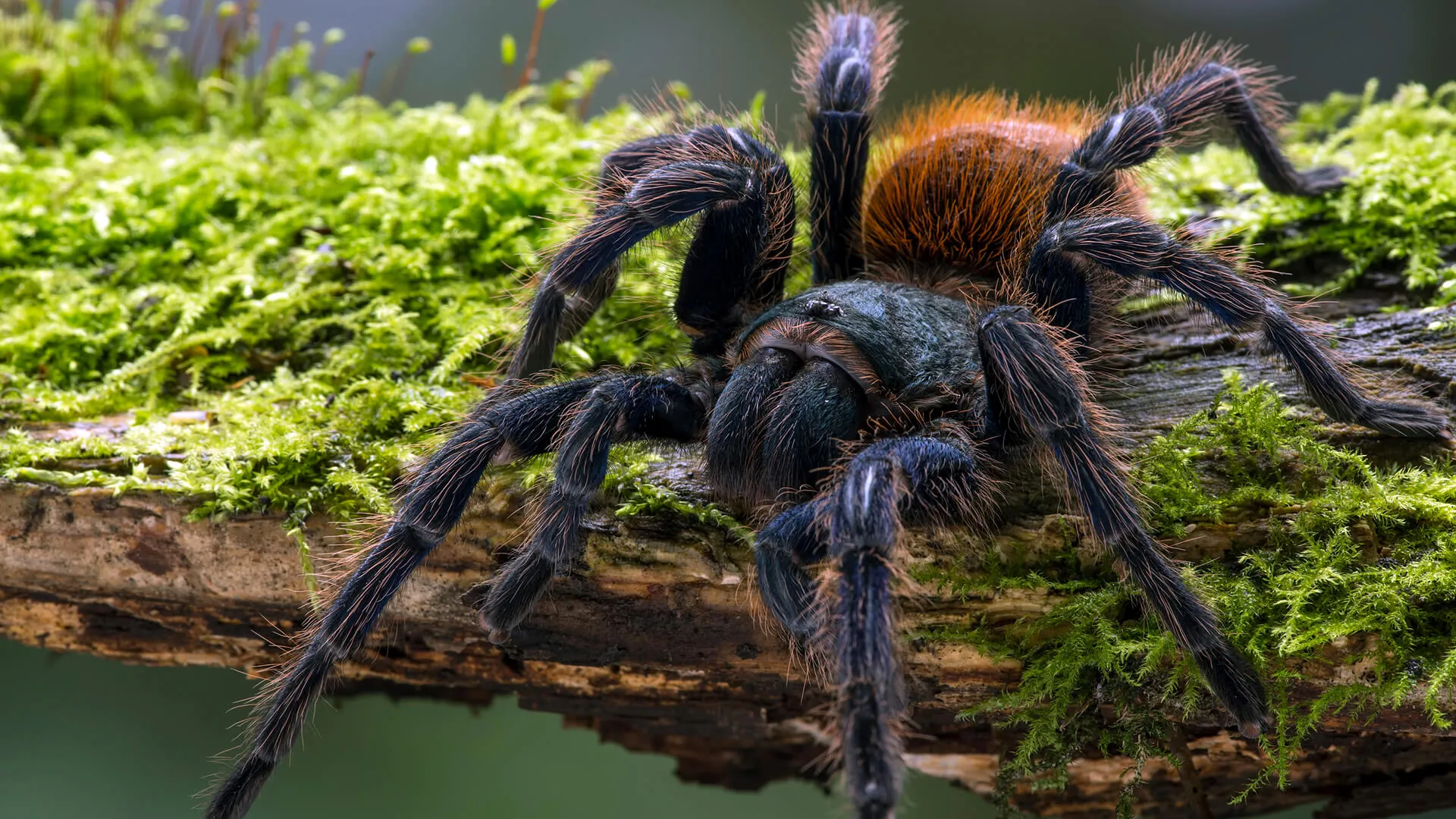 16782 tarantula molting