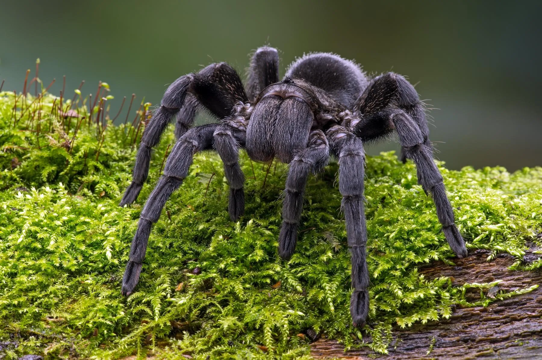 /img/16782-tarantula-species.webp