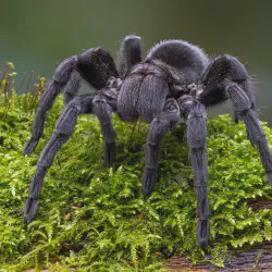 /img/16782-tarantula-species.webp