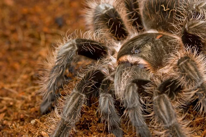 16783 craigslist search tarantulas
