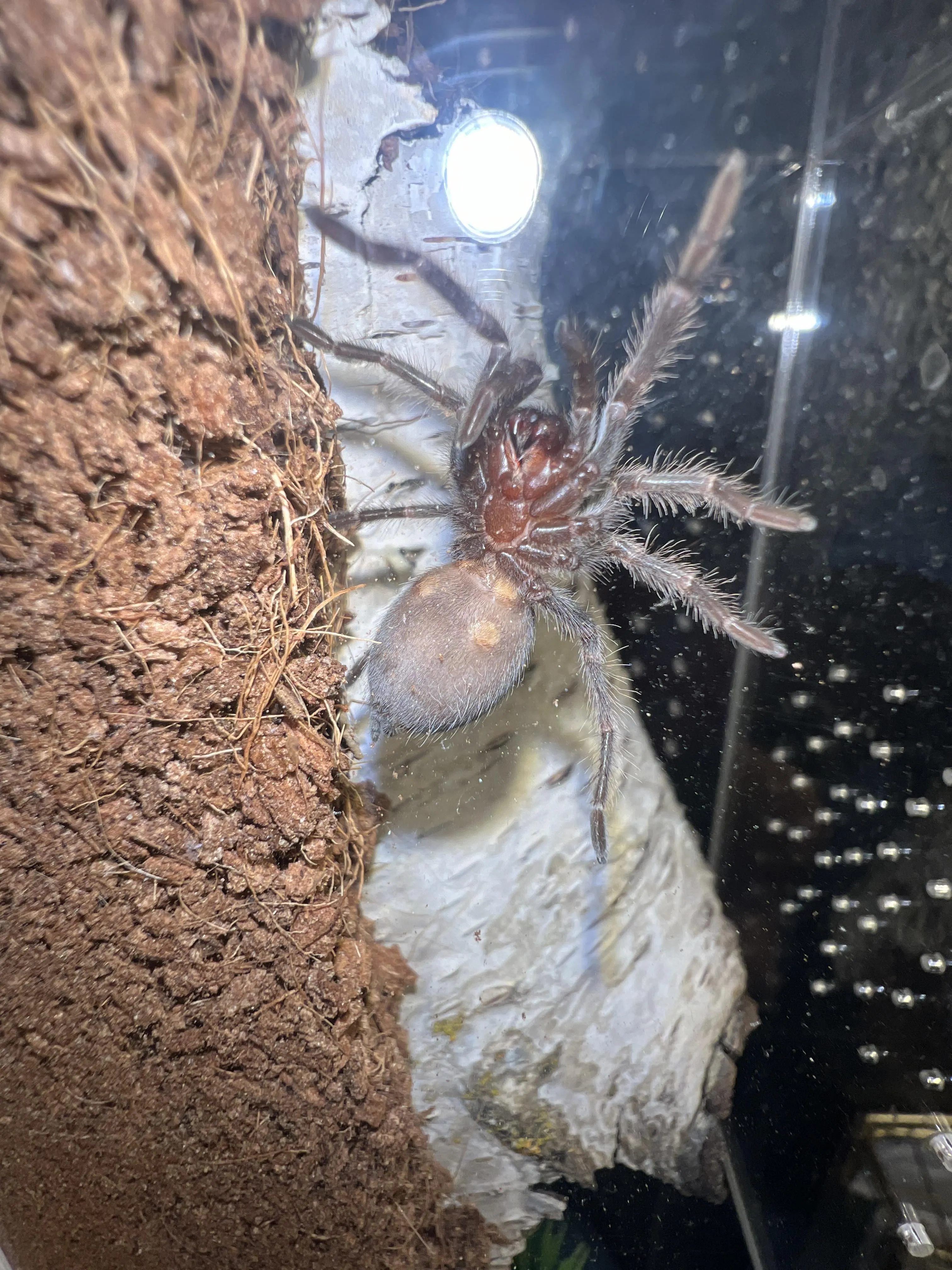 16783 craigslist tarantula beginner buying