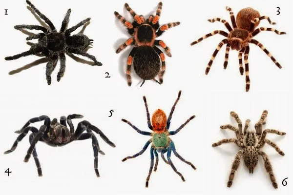 16783 healthy tarantula signs