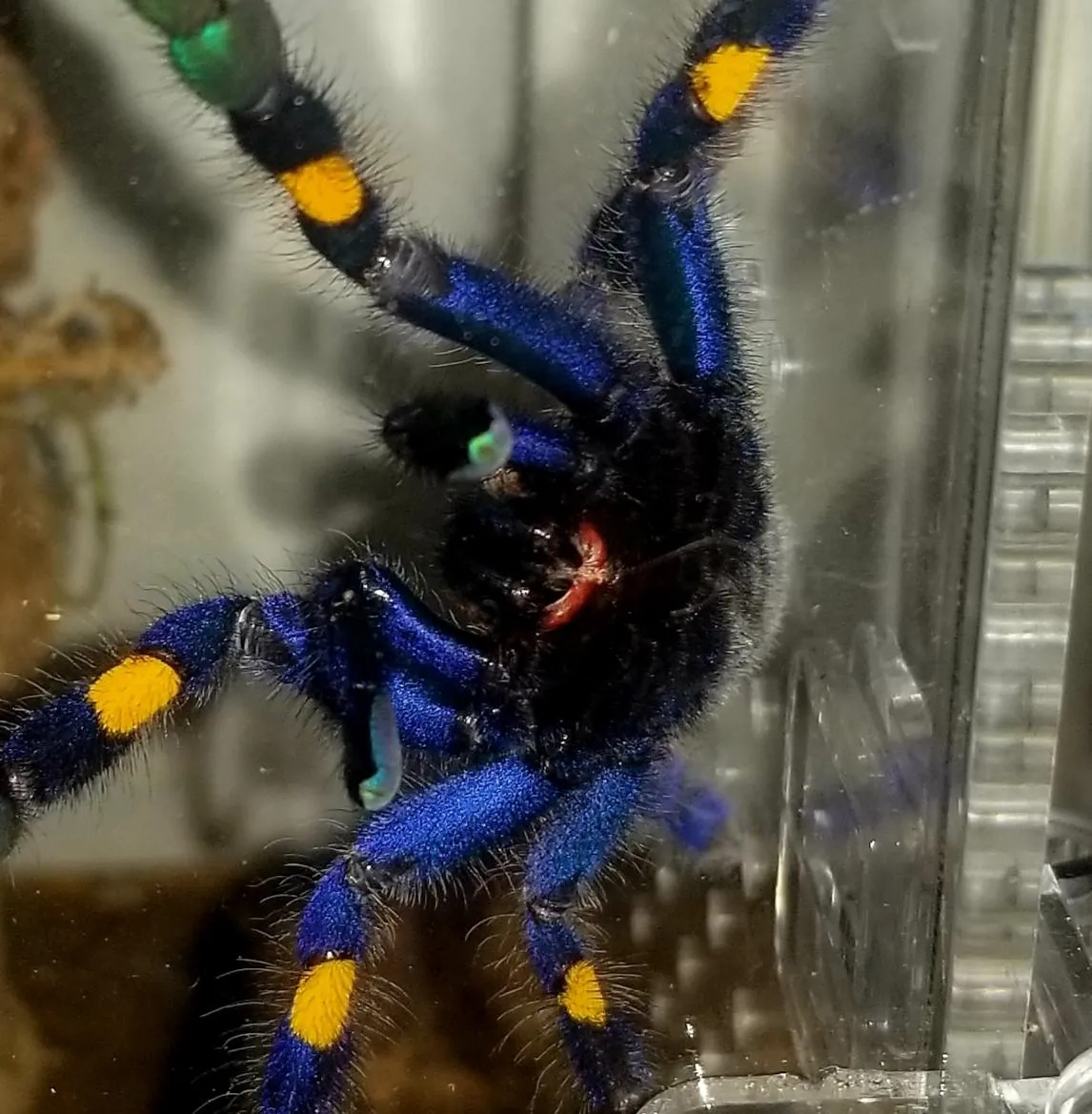 16783 old world tarantulas