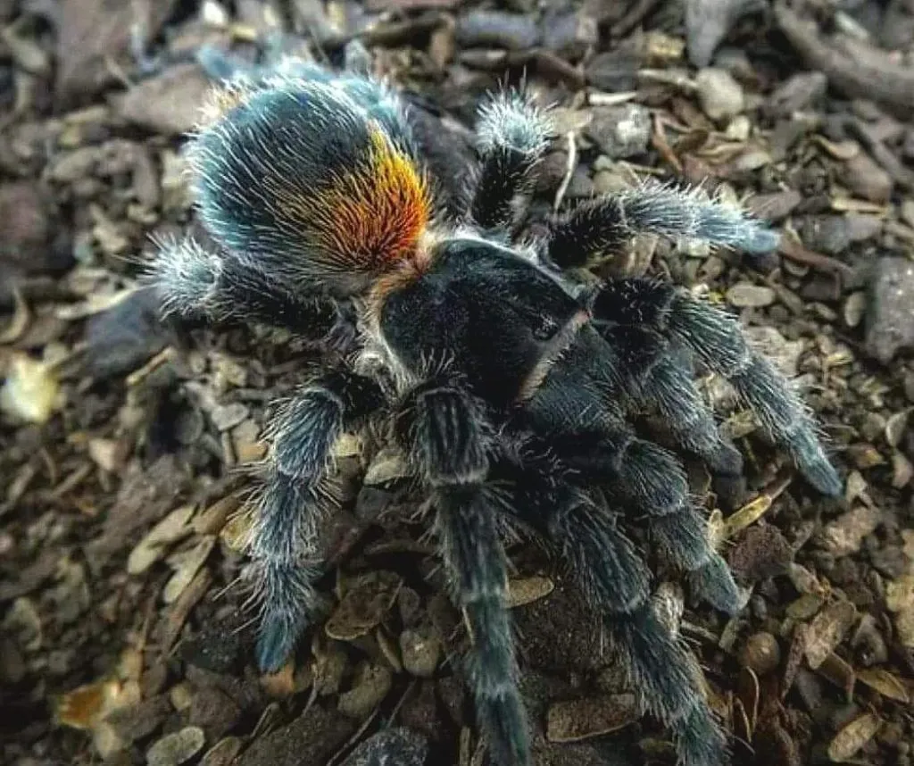 16783 tarantula feeding