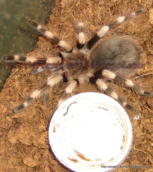 /img/16783-tarantula-watering.webp