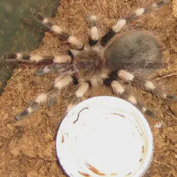 /img/16783-tarantula-watering.webp